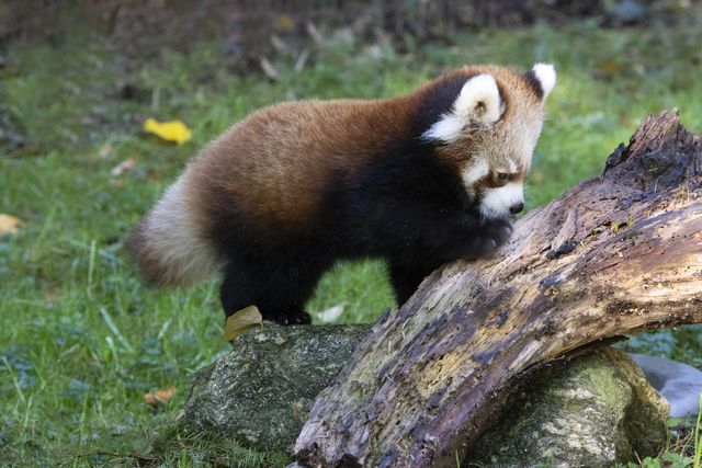 This is a photo of a red panda cub pawing some driftwood.